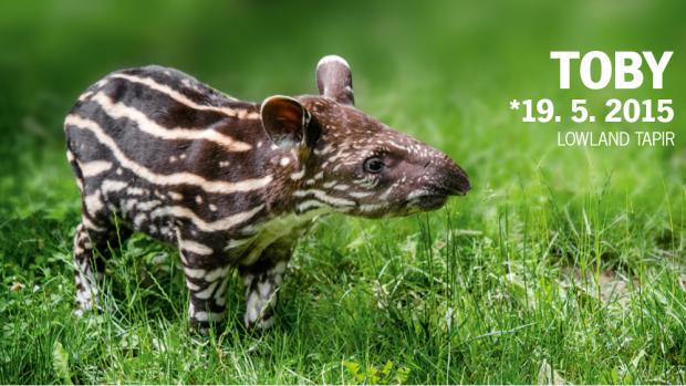 Toby is the third young of Lowland Tapir in the history of Prague breeding.