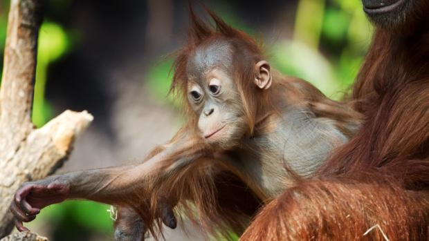 Orangutan sumaterský, foto: Tomáš Adamec, Zoo Praha