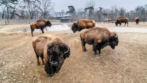 Stádo bizonů. Foto: Archiv Zoo Praha