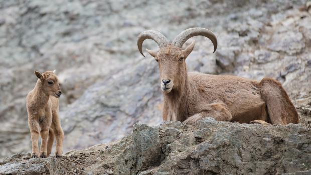 Paovce hřivnaté pravidelně odchovávají mladé. Foto: Tomáš Adamec, Zoo Praha