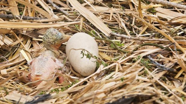 Mládě marabu krátce po příjezdu do Prahy a podložení pod rodičovský pár (foto: Tomáš Adamec, Zoo Praha)