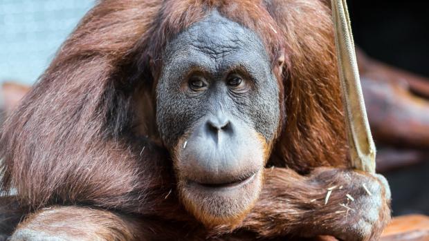 Pagy. The orangutan teenager who left Prague five years ago grew to become a fully adult male in Bratislava Zoo. Photo Kateřina Jíšová 