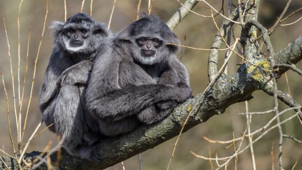 Giboni stříbrní Flip a AlangAlang, foto: Petr Hamerník, Zoo Praha