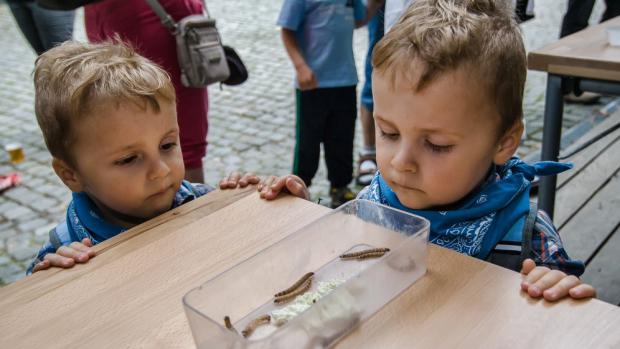 Kdo by se brouka bál? Foto: Petr Hamerník, Zoo Praha