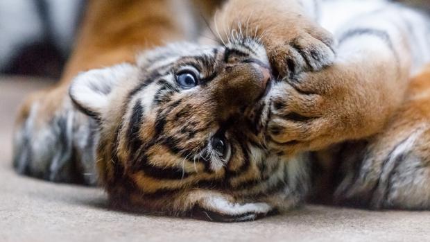 Od čtvrtka mohou návštěvníci v Zoo Praha vidět dvě mláďata tygra malajského. Foto: Miroslav Bobek