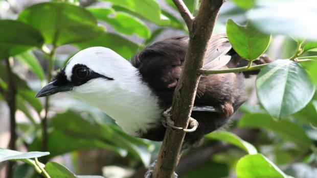 The Sumatran Laughingthrush, Photo: Antonin Vaidl