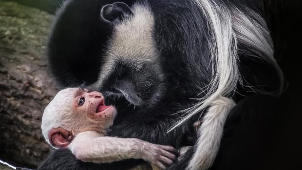 Mládě guerézy pláštíkové připomíná krátkou bílou srstí malého beránka, postupně začne tmavnout. Foto: Petr Hamerník, Zoo Praha