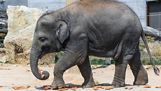 Sloní slečna Sita je prvním slůnětem narozeným v Zoo Praha. Petr Hamerník, Zoo Praha
