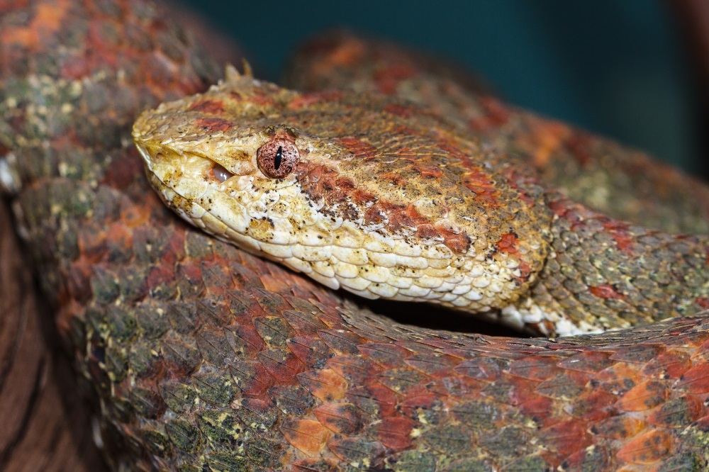 Křovináři ostnití jsou díky své ohromné barevné variabilitě velmi atraktivním druhem hadů. Na fotografii je dospělý jedinec. Foto: Petr Velenský, Zoo Praha
