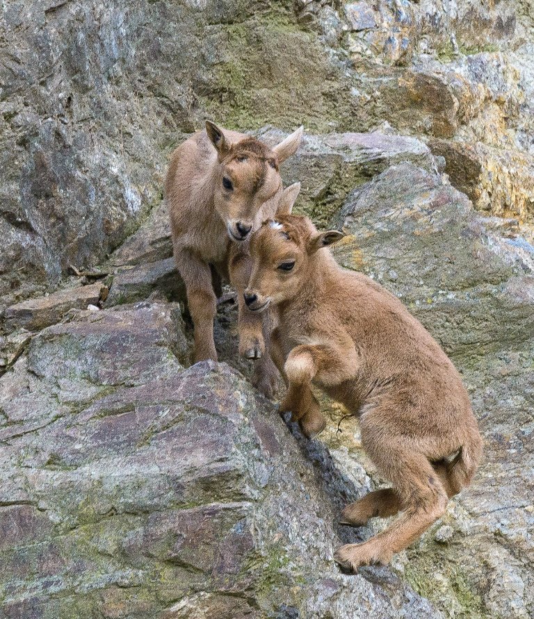 Mláďata jsou hned od narození vybavena dostatečně hustou srstí, i v zimě se tak venku na skalách cítí jako doma. Foto: Petr Hamerník, Zoo Praha. 