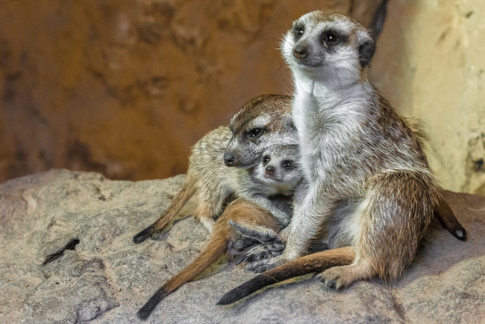 Mláďata surikat se narodila v říjnu letošního roku a daří se jim velmi dobře. Foto: Petr Hamerník, Zoo Praha