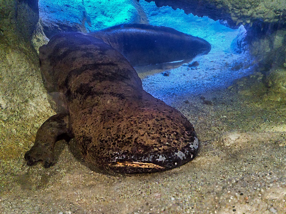 Probably the largest Chinese Giant Salamander in the world and therefore the largest known amphibian Karlo lives in Prague Zoo. Photo Štěpán Kotrba, Prague Zoo