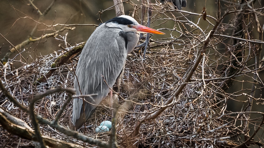 Volavčí hnízdo, foto: Miroslav Bobek, Zoo Praha