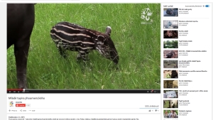 yt web tapir