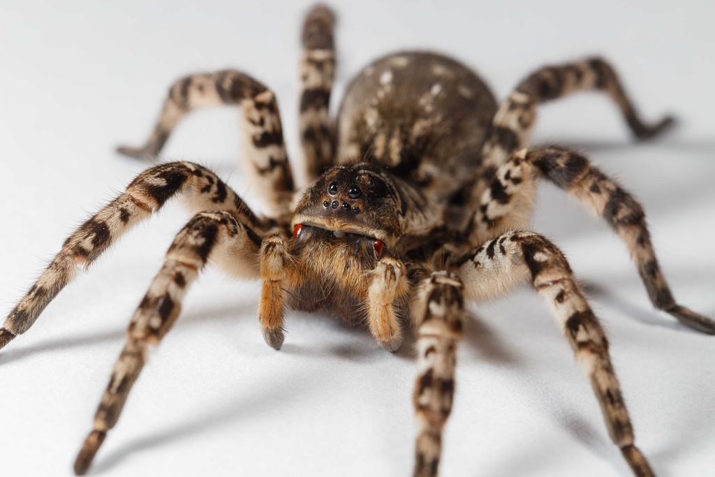 Veliký exemplář největšího evropského pavouka uvidíte v Zoo Praha až do konce června. Foto: Vladimír Hula
