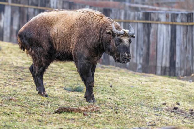 Foto: Tomáš Adamec, Zoo Praha
