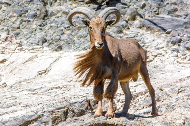 Paovce hřivnatá, foto: archiv Zoo Praha