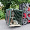 In just a few metres and Pagy will leave the transport crate in which he spent his five hours long journey from Slovakia. Photo Petr Hamerník, Prague Zoo 