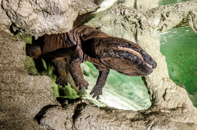 Velemlok čínský v Zoo Praha, foto: Štěpán Kotrba, Zoo Praha