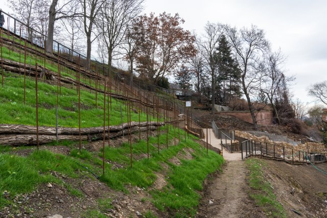 Vinná réva se po letech vrací do Zoo Praha