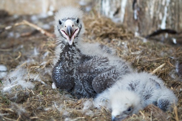 Already 16 chicks have hatched to Steller´s Sea Eagles  Matylda and Matyáš since 2007 These two are from the last year. Photo: Tomáš Adamec, Prague Zoo