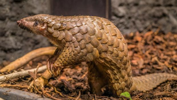 Luskoun, foto: Petr Hamerník, Zoo Praha