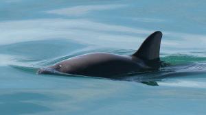 Sviňucha kalifornská neboli vaquita. Foto: Paula Olson, NOAA; zdroj: Wikimedia Commons