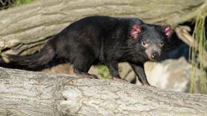 Samice ďábla medvědovitého Laurel. Foto: Petr Hamerník, Zoo Praha