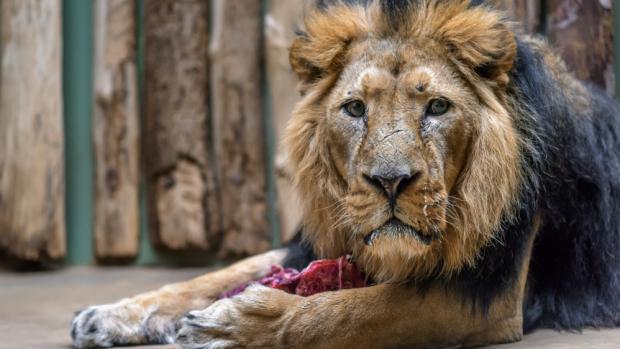 Lev indický Sohan přicestoval do Zoo Praha z Ostravy. Foto: Petr Hamerník, Zoo Praha.