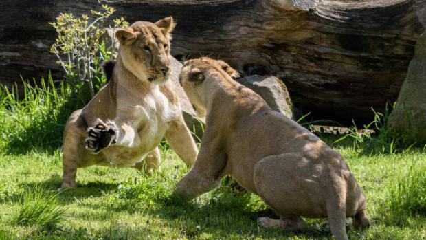 Samice Suchi a Ginni ve venkovním výběhu. Petr Hamerník, Zoo Praha