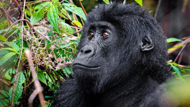 Mladý sameček gorily východní Wilungulu​. Foto: Miroslav Bobek, Zoo Praha