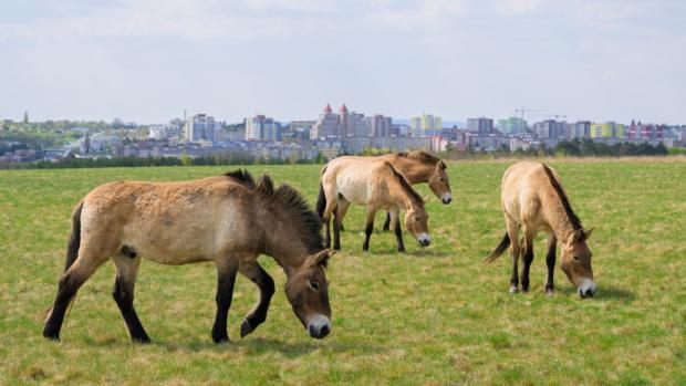 Koně Převalského s panoramatem Prahy v pozadí. Foto: Oliver Le Que