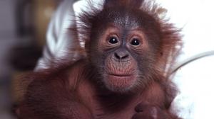 Orangutan sumaterský Kama, foto: Jovan Dezort