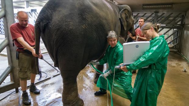 Dr. Thomas Hildebrandt se svou asistentkou provádějí ultrazvukové vyšetření slonice Janity. Foto: Petr Hamerník, Zoo Praha