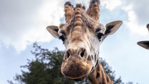 The first look at the face of the new breeding male giraffe, here still at his home Safaripark Beekse Bergen. Photo: Oliver Le Que, Prague Zoo