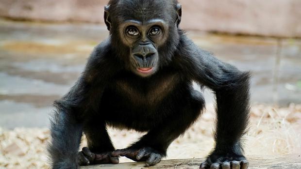 Moja se narodila 13. prosince 2004 samici Kijivu a samci Richardovi. Jméno Moja znamená ve svahilštině „první“. Foto: Khalil Baalbaki, Zoo Praha