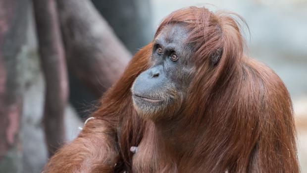 Mawar, foto: Vít Lukáš, Zoo Praha