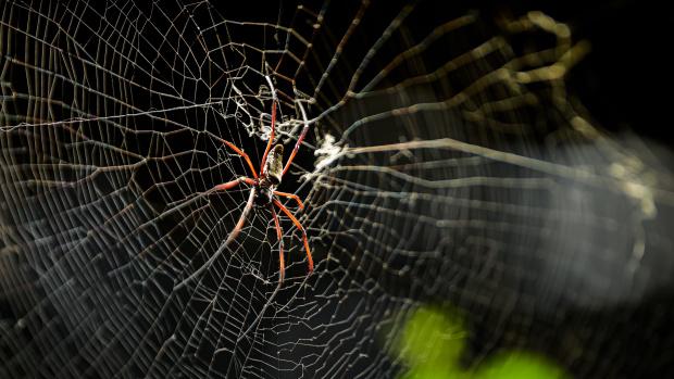 Red-legged Golden Orb-web Spider in new gorilla house — Dja Reserve, Photo: Petr Hamerník