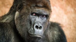 Richard je vůdcem samčí skupiny goril nížinných, která obývá pavilon Centrum Méfou v dolní části pražské zoo. Jeho uhrančivý pohled zanechal v posledních dvou dekádách dojem v mnoha tisících návštěvníků všech generací. Foto Petr Hamerník, Zoo Praha