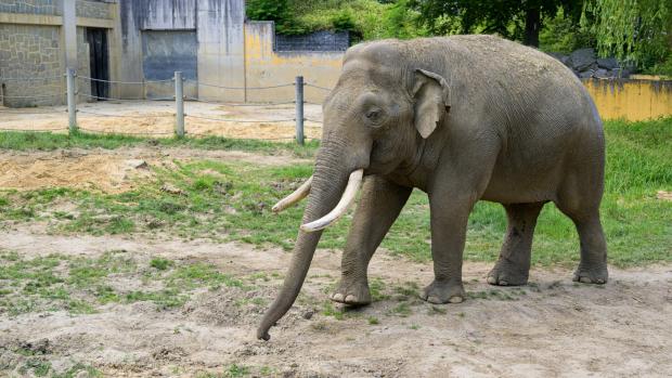 Maxim je ve svých 28 letech dospělým slonem. Kly se pyšní v případě slonů indických pouze samci. Foto Petr Hamerník, Zoo Praha