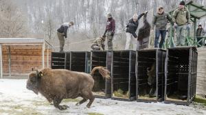Releasing bison into the acclimatization enclosure. Photo: Emil Khalilov, WWF 