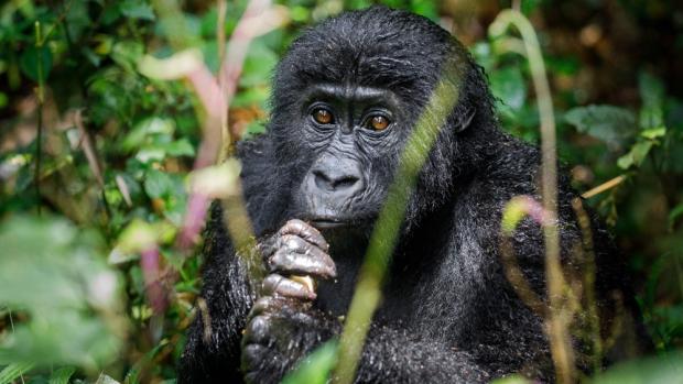 Foto: Miroslav Bobek, Zoo Praha