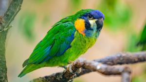 It has been possible to see the orange-breasted fig parrot at Prague Zoo since the last week of April. Photo Petr Hamerník, Prague Zoo