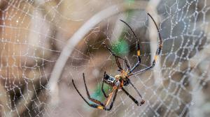 Nefila senegalská ve své silné, odolné pružné síti ve viváriu v Rezervaci Dja. Foto: Petr Hamerník, Zoo Praha