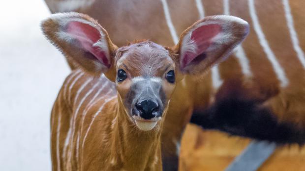 Samci i samice bonga horského mají dlouhé spirálovité rohy, mláďata se rodí už zbarvená jako rodiče. Foto: Petr Hamerník, Zoo Praha