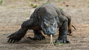 Photo: Petr Velenský, Prague Zoo