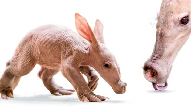 Kvída a její mládě - hrabáč kapský. Zdroj: Zoo Praha