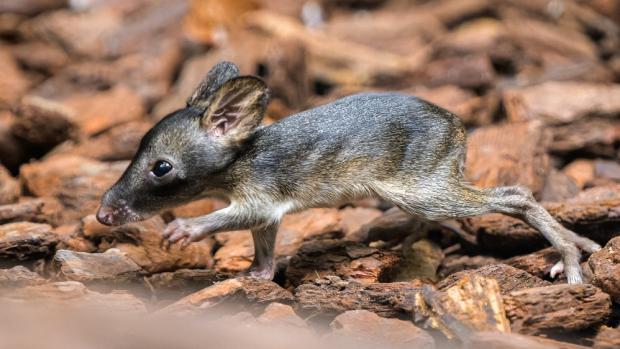 Mládě klokánka krysího obývá spolu se svými rodiči expoziční celek Darwinův kráter. V jeho domovině na východě Austrálie ohrožují tohoto vačnatce zejména invazivní druhy zvířat i stále častější požáry. Foto Petr Hamerník, Zoo Praha