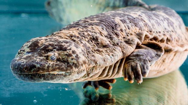 Giant Salamanders, photo: Tomáš Adamec, Prague Zoo