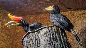 The female hornbill Sharjah and her first Prague chick (right). The parents are very protective during nesting and while caring for their offspring. Photo: Petr Hamerník, Prague Zoo